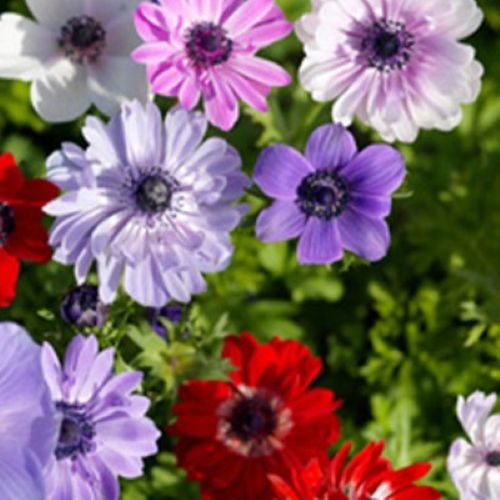 Anemoner St. Brigid Mix