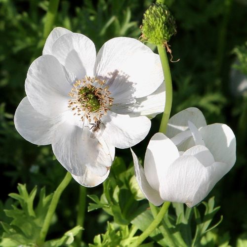 Closeup af coronaria-anemone 'Bride'