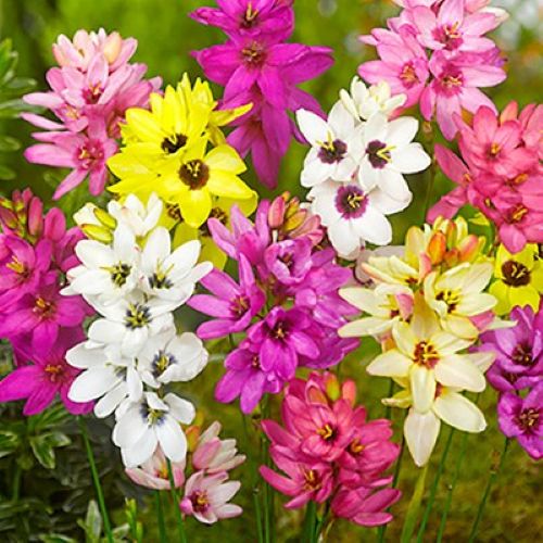 Closeups af Ixia blomster i forskellige farver