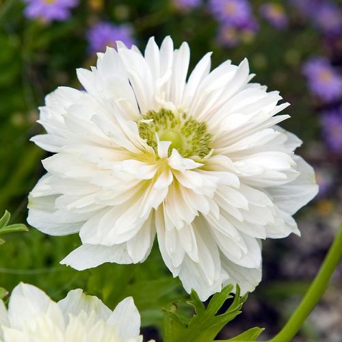Anemone 'Mount Everest'