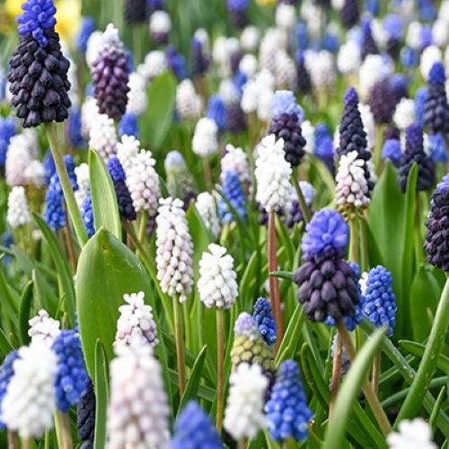 Bed med Muscari Mix perlehyacinter