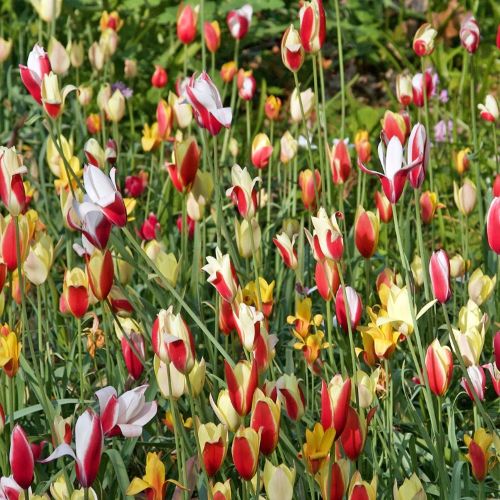 Botaniske tulipaner 'Clusiana Mix'