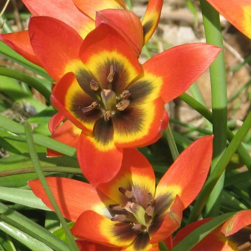 blomst af botanisk tulipan 'Little Princess'