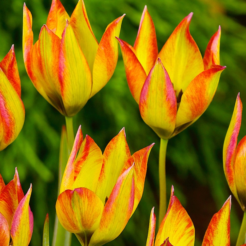 Blomstrende botanisk tulipan 'Flava'