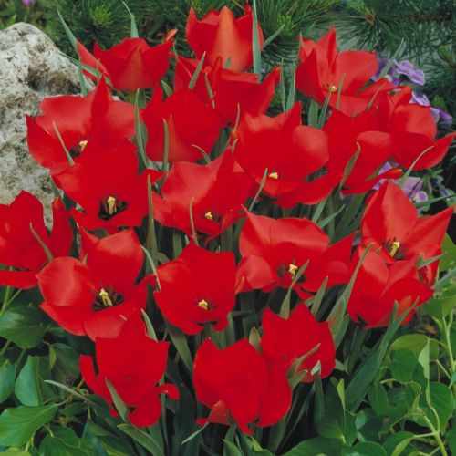 Blomstrende botanisk tulipan 'Red Hunter'