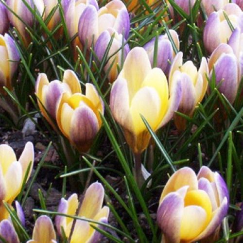 Botanisk krokus 'Advance'