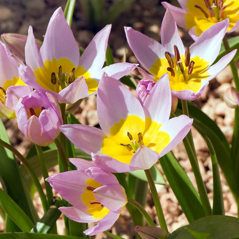 blomstrende botanisk tulipan 'Saxatilis'