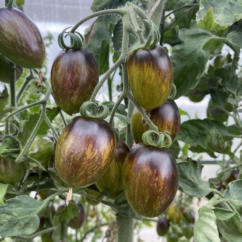 Tomat 'Brad's Atomic Grape' på planten