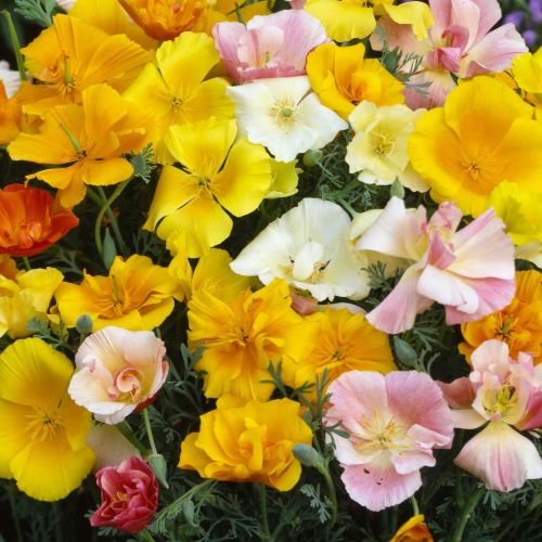 Californisk valmue 'mission bells'