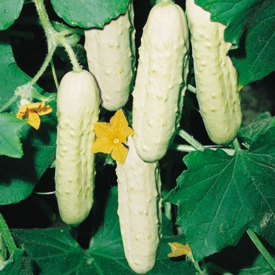 Agurk 'White Wonder' på planten
