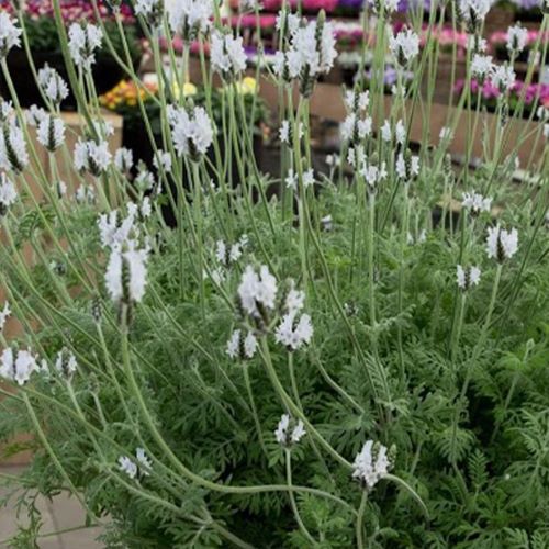 Egyktisk lavendel Torch Minty Ice - Frøsnapperen.dk