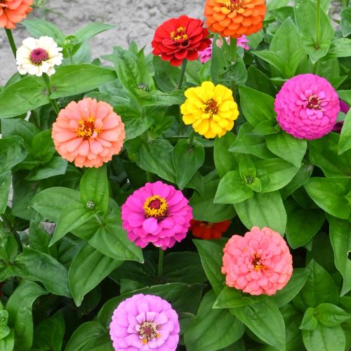 Frøkenhat Pumila Mixed - Frøsnapperen.dk