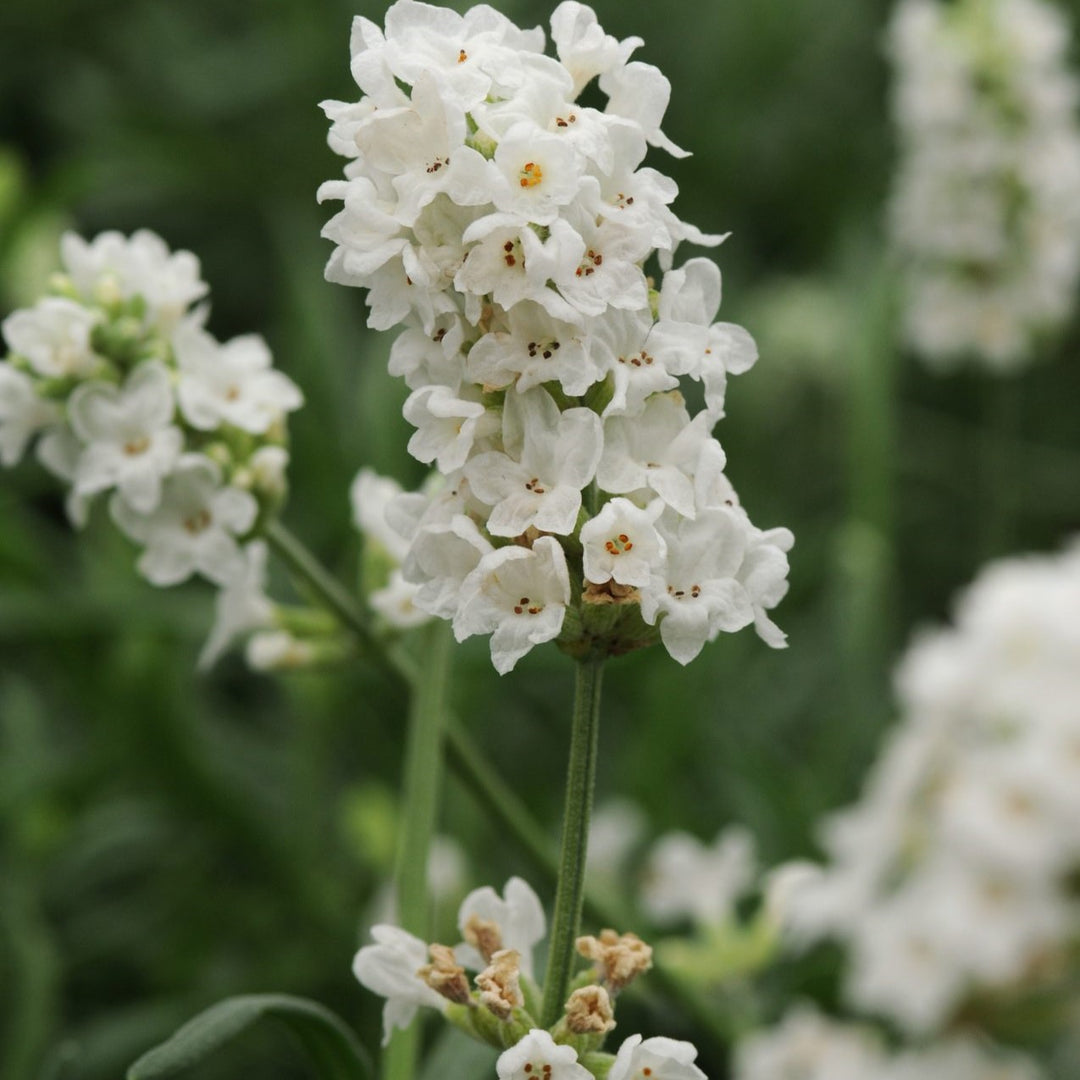 Lavendel Ellagance Snow - Frøsnapperen.dk