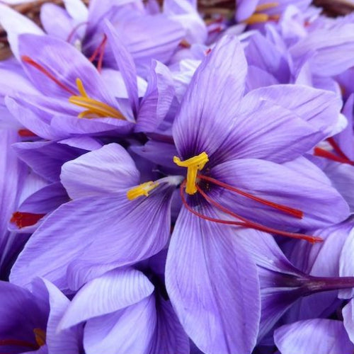 Closeup af safrankrokusblomst