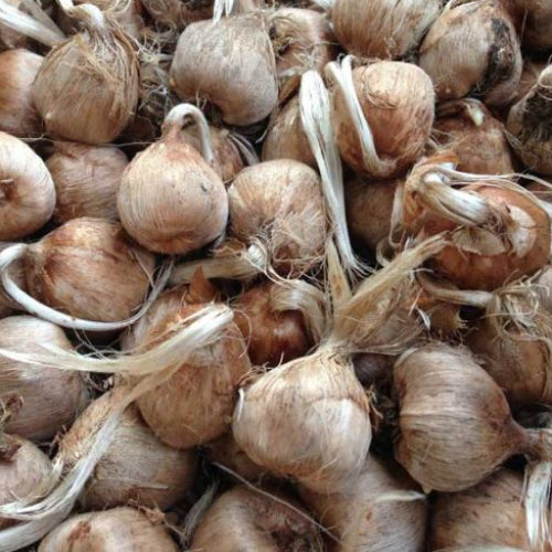 løg af safrankrokus