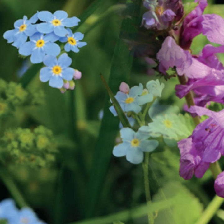 Blomstermix 'Skyggetolerant blanding' (7-8 m2) - Frøsnapperen.dk
