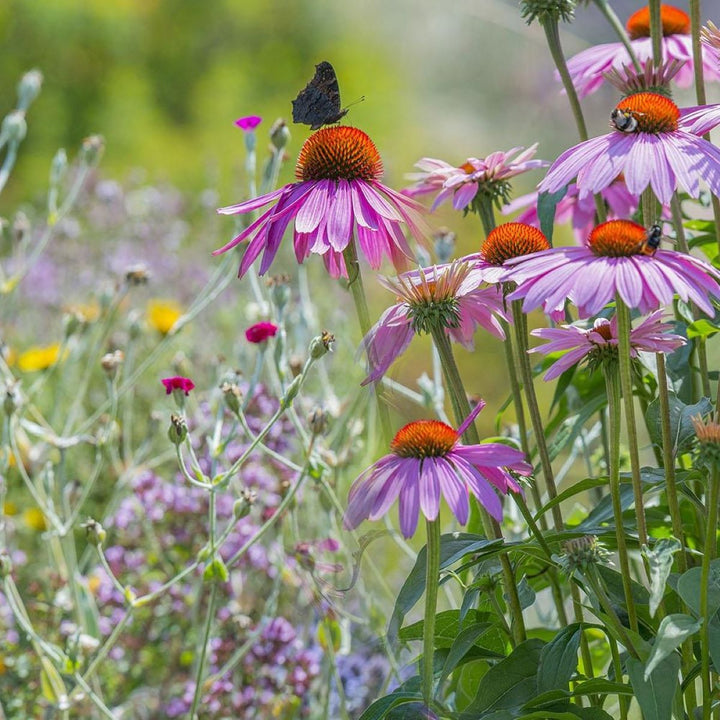 Blomstermix 'Sommerfugleblanding' (7-8 m2) - Frøsnapperen.dk