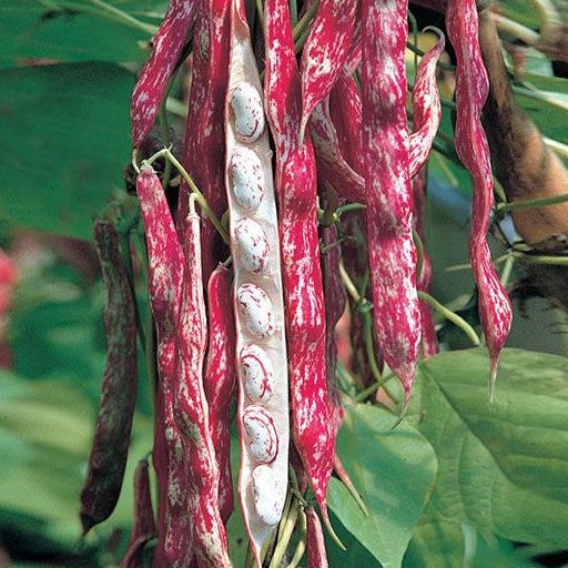 Borlottebønne Solista på planten