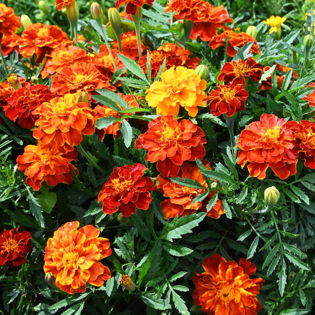 Tagetes 'Brokade Mix'