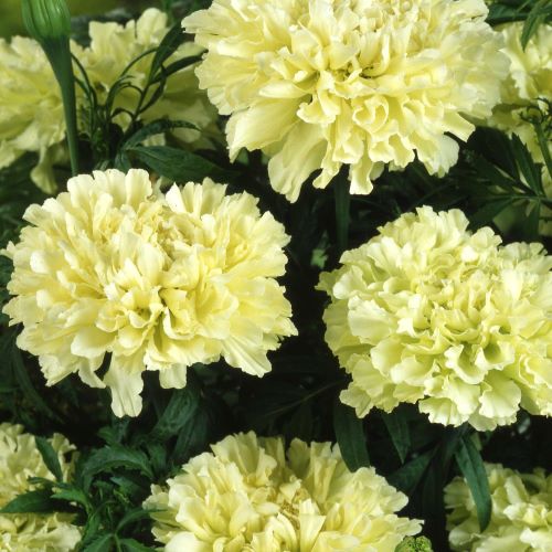 Tagetes 'Kilimanjaro White'