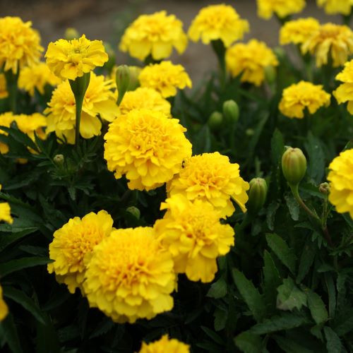 Tagetes 'Lemon Drop'