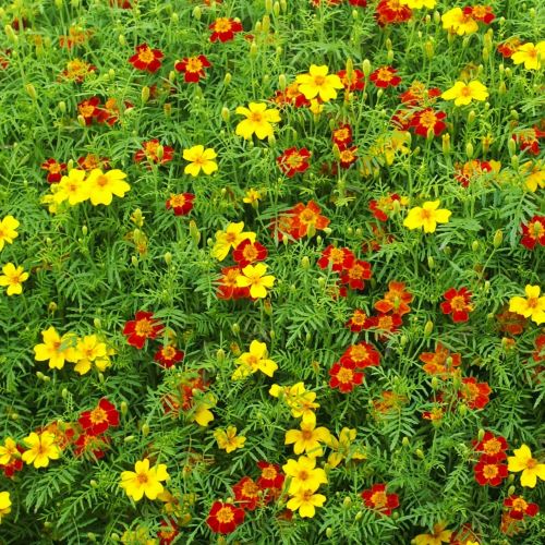 Tagetes 'Starfire Mix'