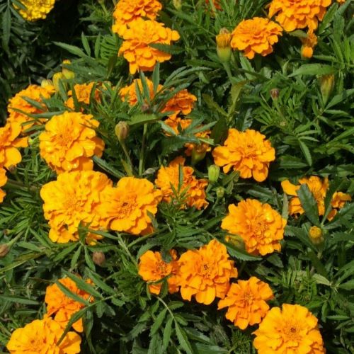 Tagetes 'Valencia'