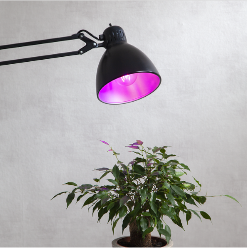 Vækstlys - E27 LED - dekorativ med plante - 50 lm