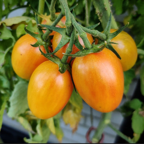 Køb dine tomatfrø - Mange forskellige tomatsorter - Billig fragt – Tags – Frøsnapperen.dk