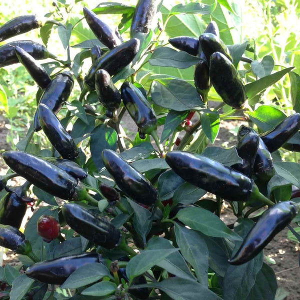 Conform Fancy uld Chili 'Pot Black', flot busk chili med sorte chilier. Køb frø online –  Frøsnapperen.dk