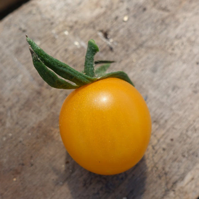 Tomat 'Sun-tomater 6 sorter'