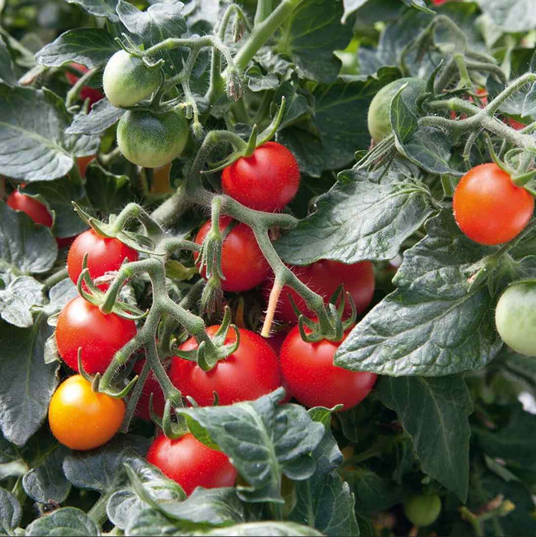 mikrobølgeovn kylling Ny ankomst Tomat 'Tiny Tim' - Lille busktomat - Køb dine tomatfrø her – Frøsnapperen.dk