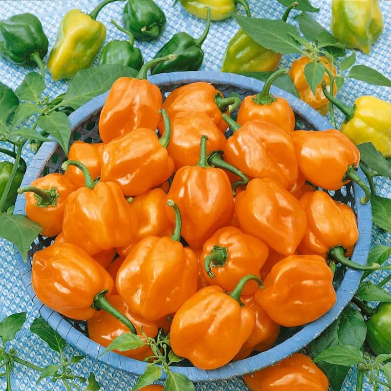 Chili 'Habanero' orange - Køb dine her - fragt –
