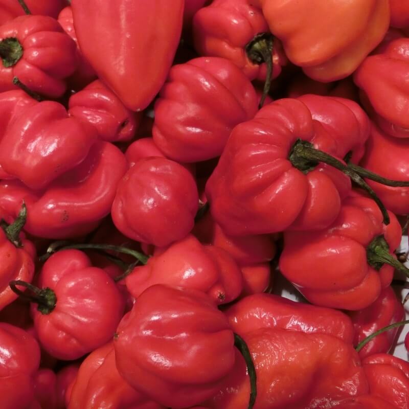 Ekstrem stærk chili af sorten Habanero - her i rød