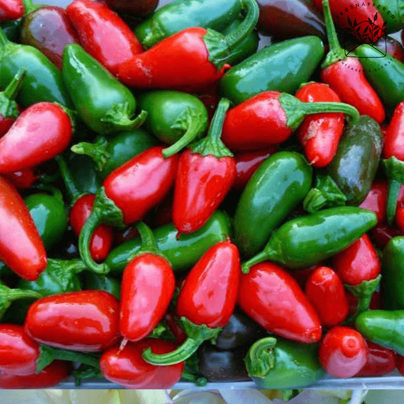Chili af sorten Jalapenos (økologisk)
