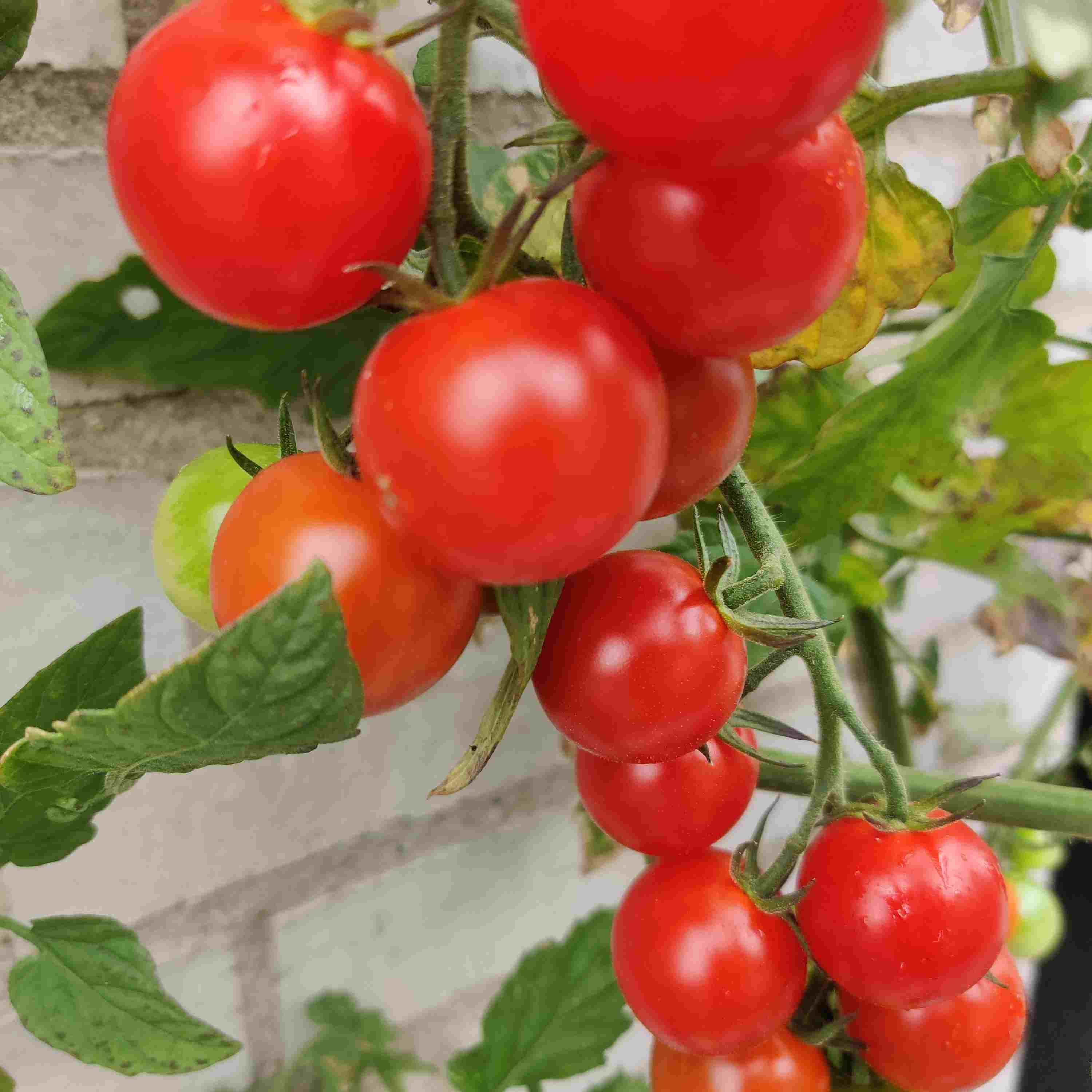 Tomat - Favorita tomatfrø her – Frøsnapperen.dk