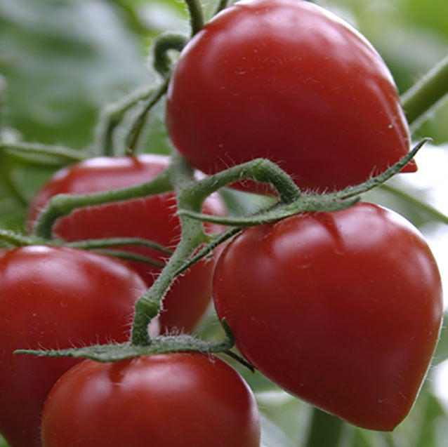 Tomat 'Jordbærtomat Gardenberry F1'