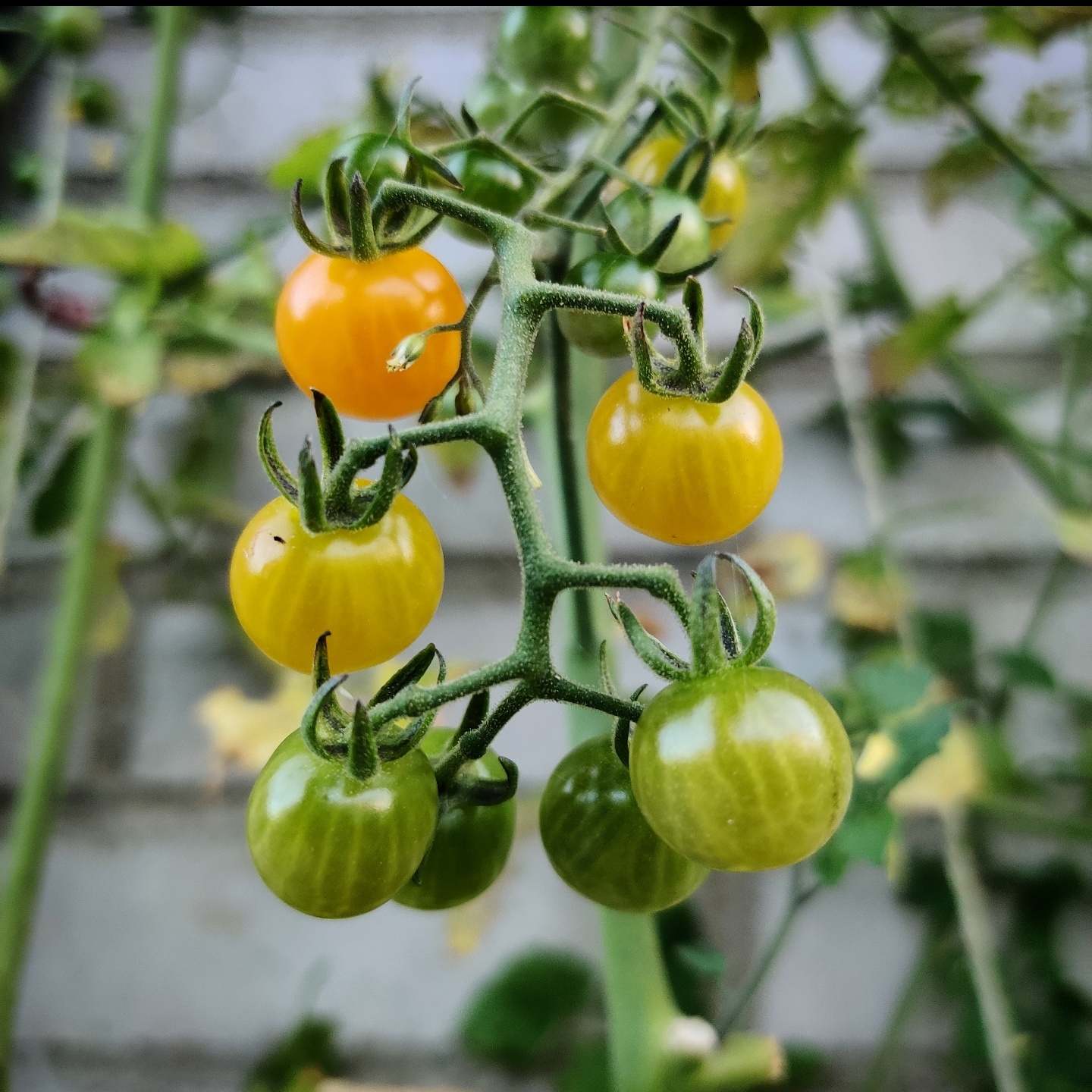 'Gul Currant' - med gule lækre tomater. her – Frøsnapperen.dk