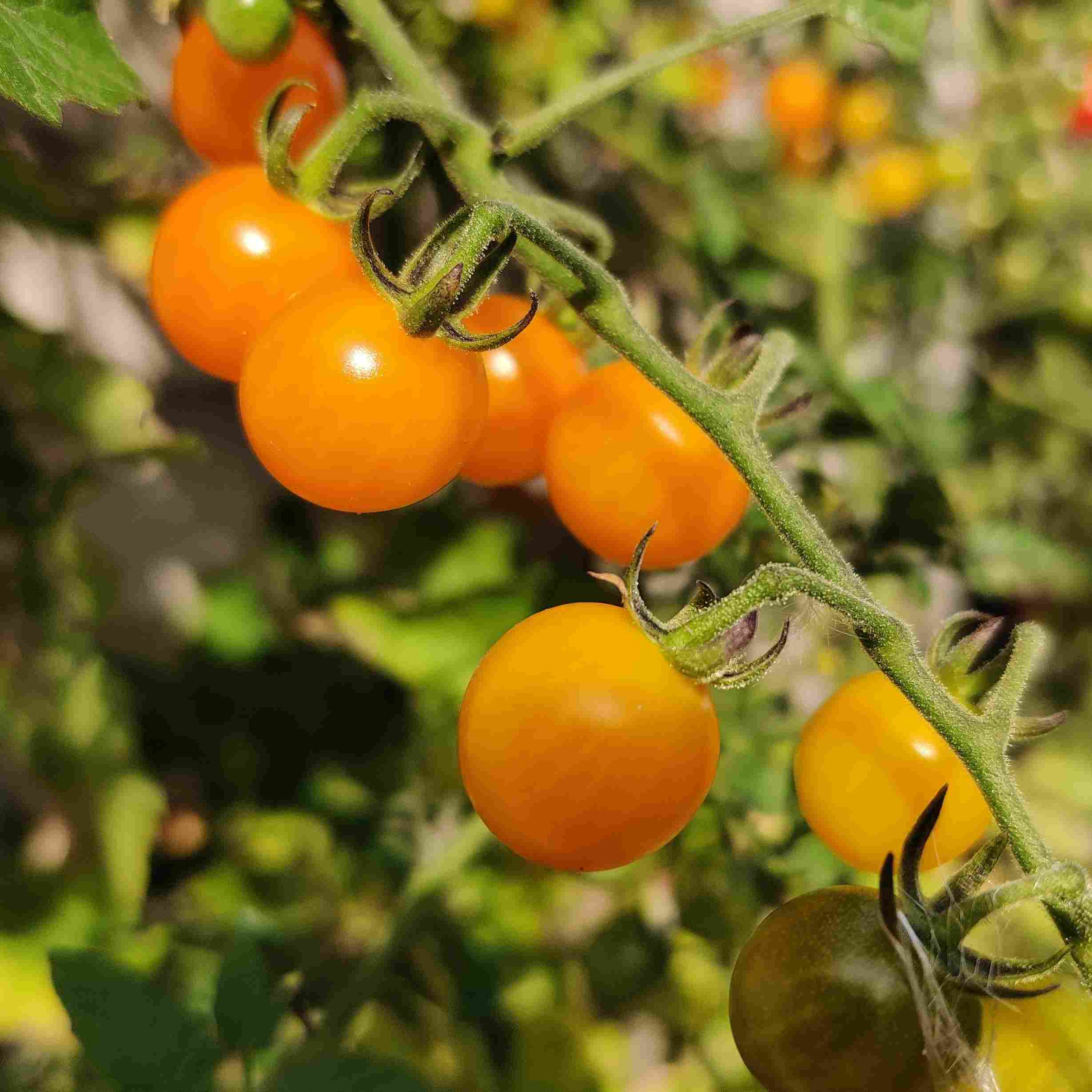 'Gul Currant' - med gule lækre tomater. her – Frøsnapperen.dk