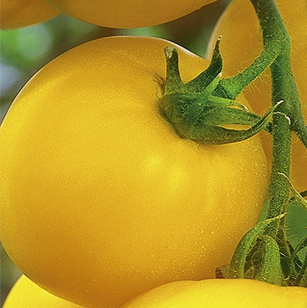 Tomat 'Lemonia F1'
