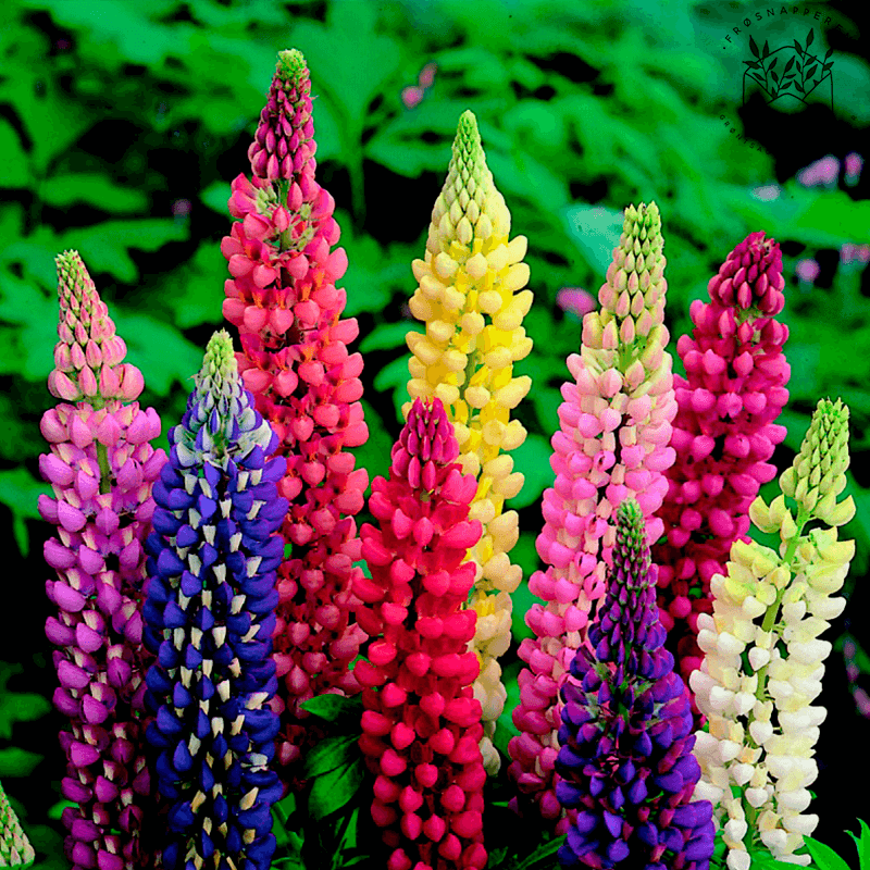 Lupin 'Russell Special Mixed'