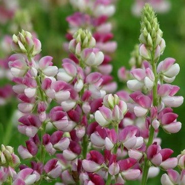 Lupin 'Avalune Red-White'