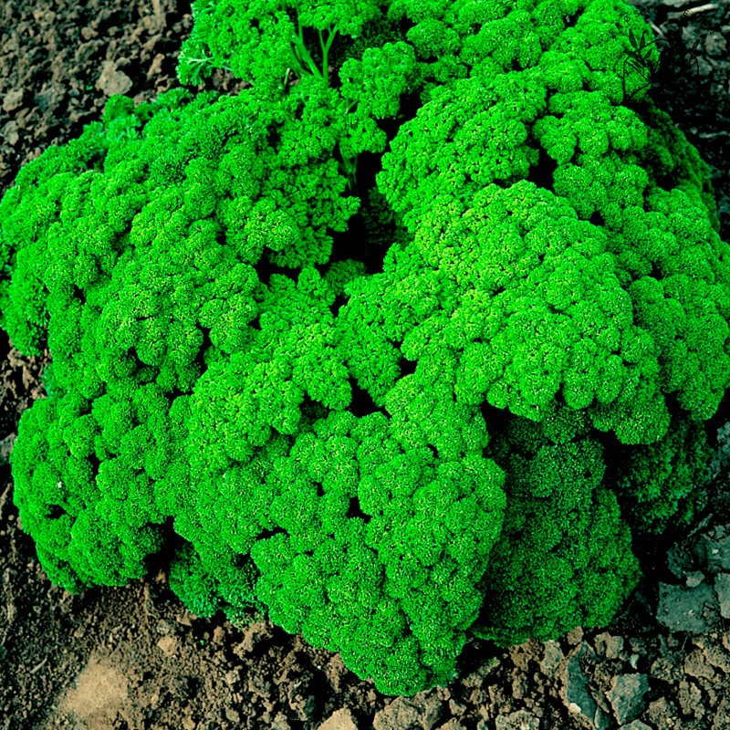 Persille, krus- 'Moss Curled' (økologisk)