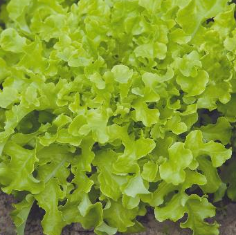 Salat 'Salad Bowl' (økologisk)