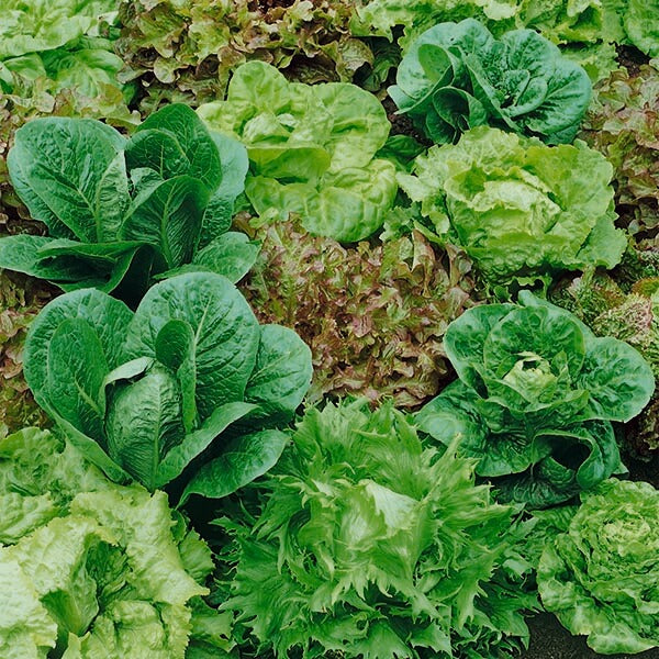 Salat 'Mixed' (økologisk)