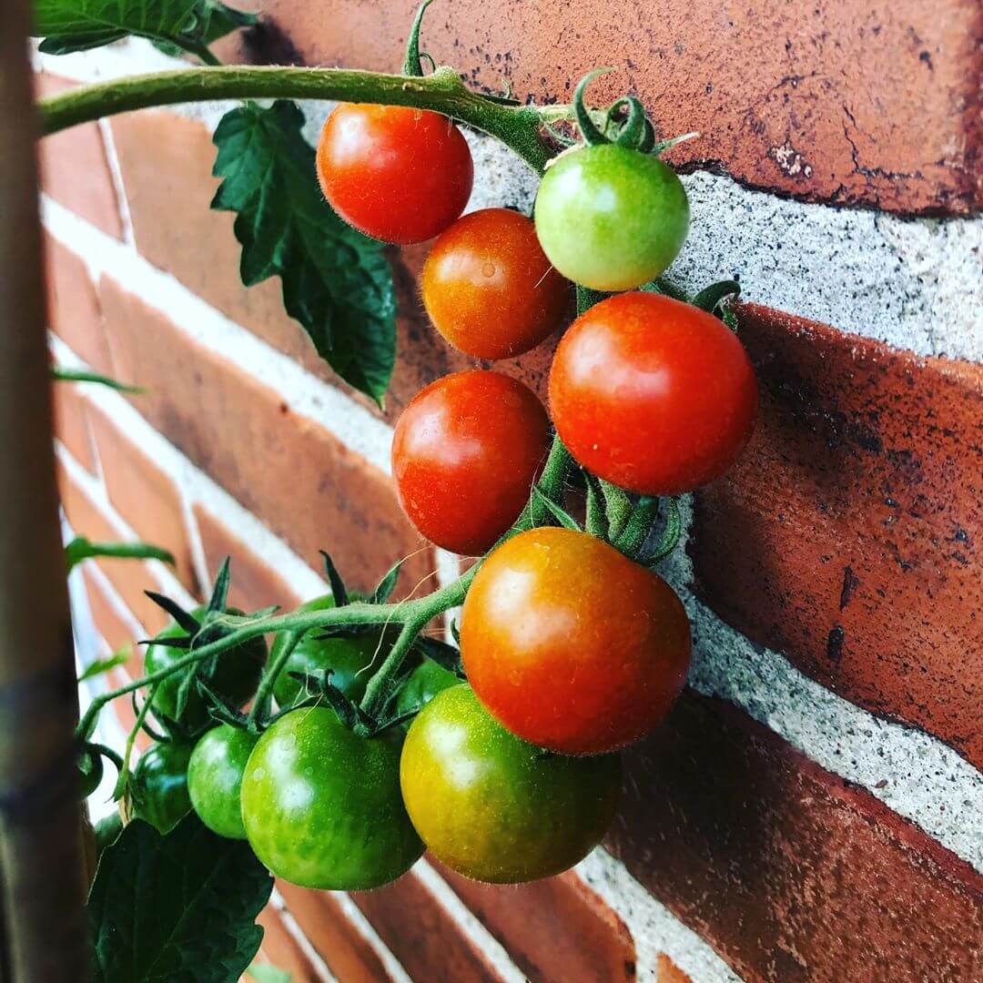 Tomat 'Gardener's Delight'