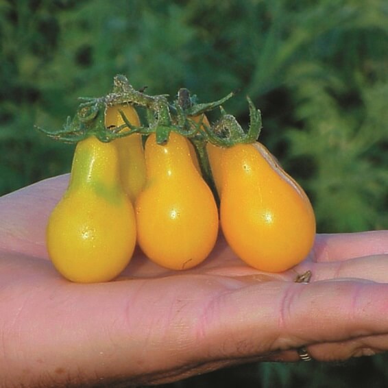 Tomat 'Yellow Pear'
