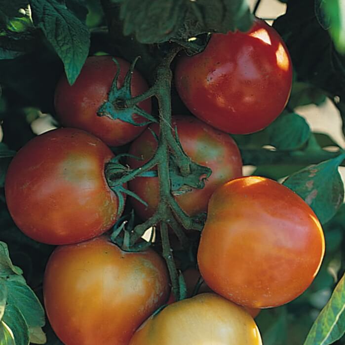 Tomaten 'Saint Pierre' - en fransk arvesort