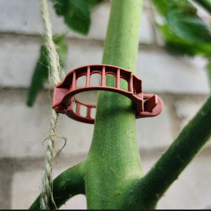 Tomatsæt med såbakke og tomatfrø