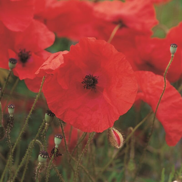 Rød valmue 'Kornvalmue' - Papaver rhoeas - Køb dine valmuefrø her